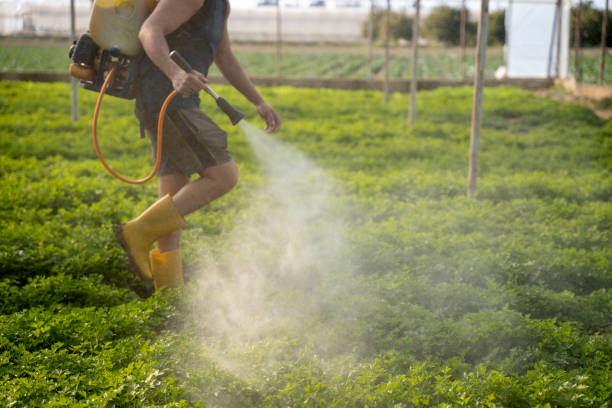 Best Local Pest Control Services  in Dunean, SC