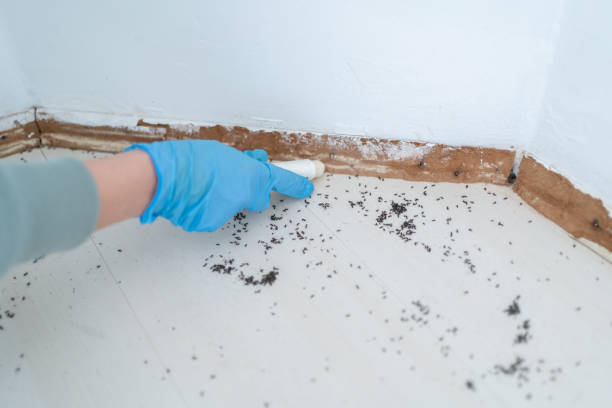 Insect Control in Dunean, SC